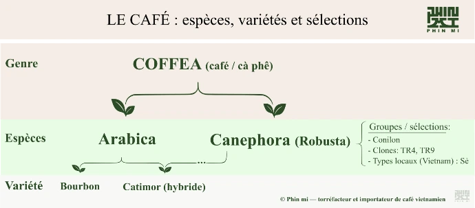 schéma espèces, variété, clone café vietnamien